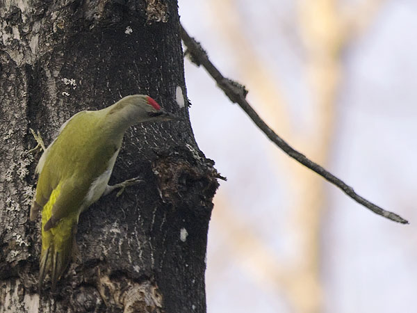 Harmaapäätikka, Grey-headed Woodpecker, Picus canus